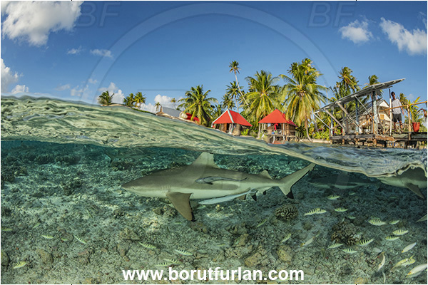 French Polynesia, Tuamotu Archipelago, Fakarava atoll, Pacific ocean, Carcharhinus melanopterus, Carcharhinus, Carcharhinidae, Elasmobranchii, Blacktip Reef Shark, Shark, Fish, Reef, Split-shot, Over-under