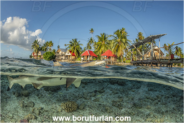 French Polynesia, Tuamotu Archipelago, Fakarava atoll, Pacific ocean, Carcharhinus melanopterus, Carcharhinus, Carcharhinidae, Elasmobranchii, Blacktip Reef Shark, Shark, Fish, Reef, Split-shot, Over-under