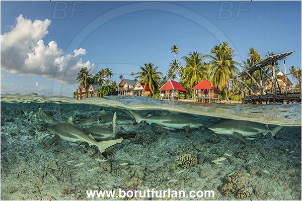 French Polynesia, Tuamotu Archipelago, Fakarava atoll, Pacific ocean, Carcharhinus melanopterus, Carcharhinus, Carcharhinidae, Elasmobranchii, Blacktip Reef Shark, Shark, Fish, Reef, Split-shot, Over-under
