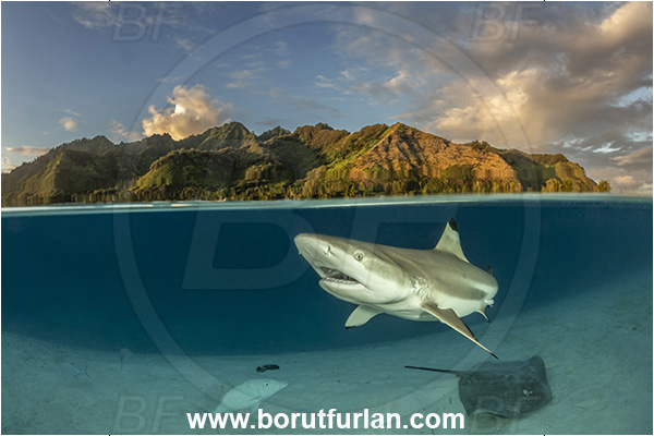 French Polynesia, Society Islands, Moorea, Pacific ocean, Carcharhinus melanopterus, Carcharhinus, Carcharhinidae, Elasmobranchii, Blacktip Reef Shark, Shark, Fish, Sand, Over-under, Split-shot, Pateobatis fai, Pateobatis, Dasyatidae, Pink Whipray, Stingray