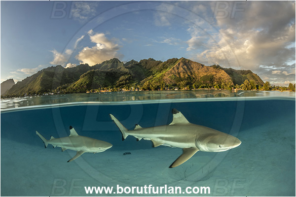 French Polynesia, Society Islands, Moorea, Pacific ocean, Carcharhinus melanopterus, Carcharhinus, Carcharhinidae, Elasmobranchii, Blacktip Reef Shark, Shark, Fish, Sand, Over-under, Split-shot