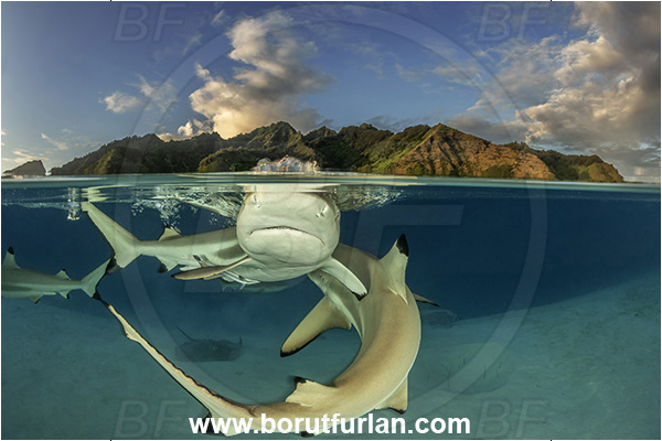 French Polynesia, Society Islands, Moorea, Pacific ocean, Carcharhinus melanopterus, Carcharhinus, Carcharhinidae, Elasmobranchii, Blacktip Reef Shark, Shark, Fish, Sand, Over-under, Split-shot