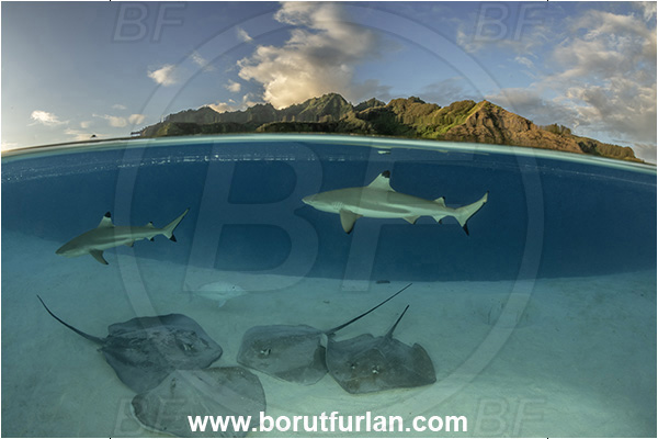 French Polynesia, Society Islands, Moorea, Pacific ocean, Carcharhinus melanopterus, Carcharhinus, Carcharhinidae, Elasmobranchii, Blacktip Reef Shark, Shark, Fish, Sand, Over-under, Split-shot, Pateobatis fai, Pateobatis, Dasyatidae, Pink Whipray, Stingray