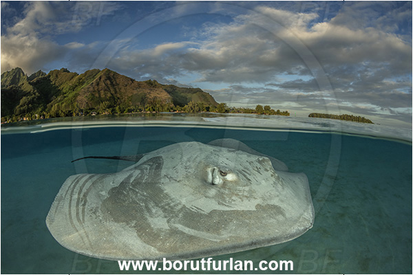 French Polynesia, Society Islands, Moorea, Pacific ocean, Pateobatis fai, Pateobatis, Dasyatidae, Elasmobranchii, Pink Whipray, Stingray, Fish, Sand, Over-under, Split-shot