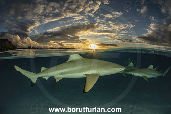 French Polynesia, Society Islands, Moorea, Pacific ocean, Carcharhinus melanopterus, Carcharhinus, Carcharhinidae, Elasmobranchii, Blacktip Reef Shark, Shark, Fish, Sand, Over-under, Split-shot