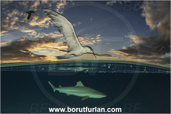 French Polynesia, Society Islands, Moorea, Pacific ocean, Carcharhinus melanopterus, Carcharhinus, Carcharhinidae, Elasmobranchii, Blacktip Reef Shark, Shark, Fish, Over-under, Split-shot, Sterna bergii, Sterna, Laridae, Greater crested tern, Tern, Bird