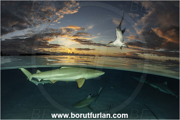 French Polynesia, Society Islands, Moorea, Pacific ocean, Carcharhinus melanopterus, Carcharhinus, Carcharhinidae, Elasmobranchii, Blacktip Reef Shark, Shark, Fish, Over-under, Split-shot, Sterna bergii, Sterna, Laridae, Greater crested tern, Tern, Bird
