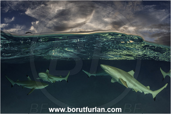 French Polynesia, Society Islands, Moorea, Pacific ocean, Carcharhinus melanopterus, Carcharhinus, Carcharhinidae, Elasmobranchii, Blacktip Reef Shark, Shark, Fish, Sand, Over-under, Split-shot
