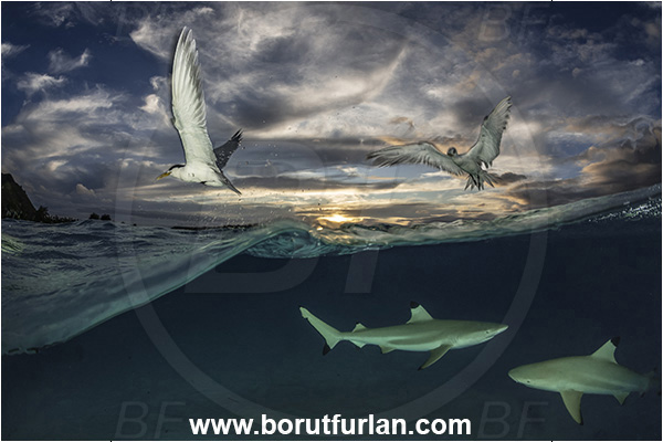 French Polynesia, Society Islands, Moorea, Pacific ocean, Carcharhinus melanopterus, Carcharhinus, Carcharhinidae, Elasmobranchii, Blacktip Reef Shark, Shark, Fish, Over-under, Split-shot, Sterna bergii, Sterna, Laridae, Greater crested tern, Tern, Bird