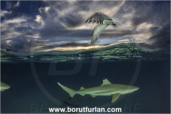 French Polynesia, Society Islands, Moorea, Pacific ocean, Carcharhinus melanopterus, Carcharhinus, Carcharhinidae, Elasmobranchii, Blacktip Reef Shark, Shark, Fish, Over-under, Split-shot, Sterna bergii, Sterna, Laridae, Greater crested tern, Tern, Bird, Pateobatis fai, Pateobatis, Dasyatidae, Pink Whipray, Stingray