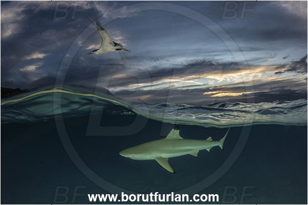 French Polynesia, Society Islands, Moorea, Pacific ocean, Carcharhinus melanopterus, Carcharhinus, Carcharhinidae, Elasmobranchii, Blacktip Reef Shark, Shark, Fish, Over-under, Split-shot, Sterna bergii, Sterna, Laridae, Greater crested tern, Tern, Bird