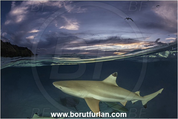 French Polynesia, Society Islands, Moorea, Pacific ocean, Carcharhinus melanopterus, Carcharhinus, Carcharhinidae, Elasmobranchii, Blacktip Reef Shark, Shark, Fish, Sand, Over-under, Split-shot, Pateobatis fai, Pateobatis, Dasyatidae, Pink Whipray, Stingray