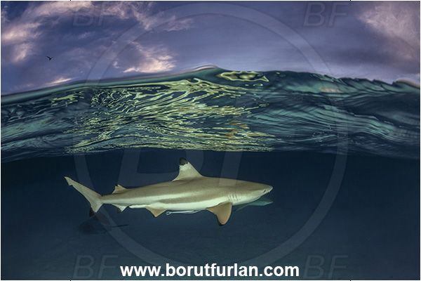 French Polynesia, Society Islands, Moorea, Pacific ocean, Carcharhinus melanopterus, Carcharhinus, Carcharhinidae, Elasmobranchii, Blacktip Reef Shark, Shark, Fish, Sand, Over-under, Split-shot
