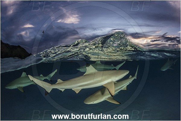 French Polynesia, Society Islands, Moorea, Pacific ocean, Carcharhinus melanopterus, Carcharhinus, Carcharhinidae, Elasmobranchii, Blacktip Reef Shark, Shark, Fish, Sand, Over-under, Split-shot