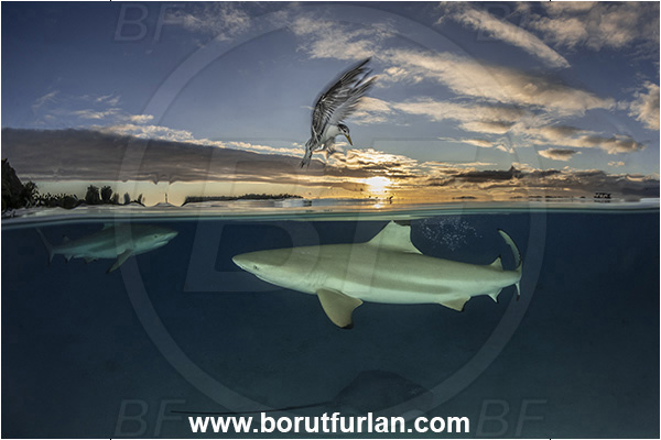 French Polynesia, Society Islands, Moorea, Pacific ocean, Carcharhinus melanopterus, Carcharhinus, Carcharhinidae, Elasmobranchii, Blacktip Reef Shark, Shark, Fish, Over-under, Split-shot, Sterna bergii, Sterna, Laridae, Greater crested tern, Tern, Bird, Pateobatis fai, Pateobatis, Dasyatidae, Pink Whipray, Stingray