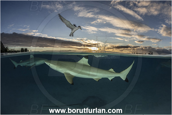 French Polynesia, Society Islands, Moorea, Pacific ocean, Carcharhinus melanopterus, Carcharhinus, Carcharhinidae, Elasmobranchii, Blacktip Reef Shark, Shark, Fish, Over-under, Split-shot, Sterna bergii, Sterna, Laridae, Greater crested tern, Tern, Bird, Pateobatis fai, Pateobatis, Dasyatidae, Pink Whipray, Stingray