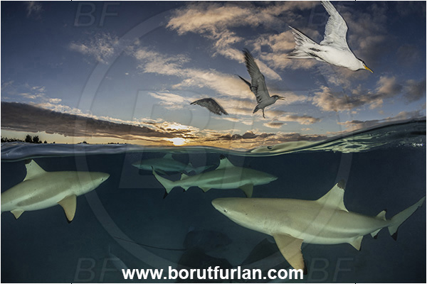 French Polynesia, Society Islands, Moorea, Pacific ocean, Carcharhinus melanopterus, Carcharhinus, Carcharhinidae, Elasmobranchii, Blacktip Reef Shark, Shark, Fish, Over-under, Split-shot, Sterna bergii, Sterna, Laridae, Greater crested tern, Tern, Bird, Pateobatis fai, Pateobatis, Dasyatidae, Pink Whipray, Stingray