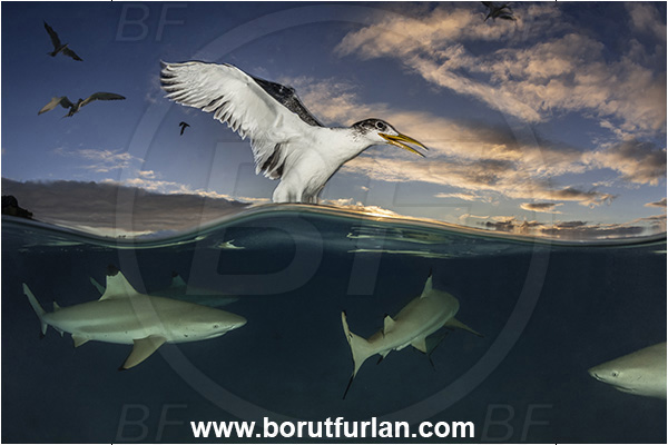French Polynesia, Society Islands, Moorea, Pacific ocean, Carcharhinus melanopterus, Carcharhinus, Carcharhinidae, Elasmobranchii, Blacktip Reef Shark, Shark, Fish, Over-under, Split-shot, Sterna bergii, Sterna, Laridae, Greater crested tern, Tern, Bird