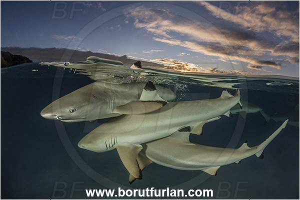 French Polynesia, Society Islands, Moorea, Pacific ocean, Carcharhinus melanopterus, Carcharhinus, Carcharhinidae, Elasmobranchii, Blacktip Reef Shark, Shark, Fish, Sand, Over-under, Split-shot