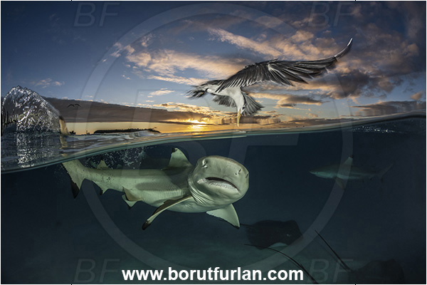 French Polynesia, Society Islands, Moorea, Pacific ocean, Carcharhinus melanopterus, Carcharhinus, Carcharhinidae, Elasmobranchii, Blacktip Reef Shark, Shark, Fish, Over-under, Split-shot, Sterna bergii, Sterna, Laridae, Greater crested tern, Tern, Bird, Pateobatis fai, Pateobatis, Dasyatidae, Pink Whipray, Stingray