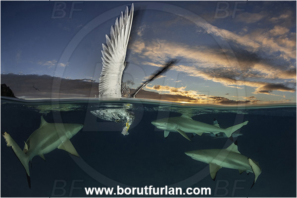 French Polynesia, Society Islands, Moorea, Pacific ocean, Carcharhinus melanopterus, Carcharhinus, Carcharhinidae, Elasmobranchii, Blacktip Reef Shark, Shark, Fish, Over-under, Split-shot, Sterna bergii, Sterna, Laridae, Greater crested tern, Tern, Bird