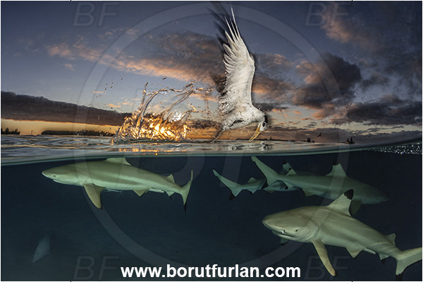 French Polynesia, Society Islands, Moorea, Pacific ocean, Carcharhinus melanopterus, Carcharhinus, Carcharhinidae, Elasmobranchii, Blacktip Reef Shark, Shark, Fish, Over-under, Split-shot, Sterna bergii, Sterna, Laridae, Greater crested tern, Tern, Bird
