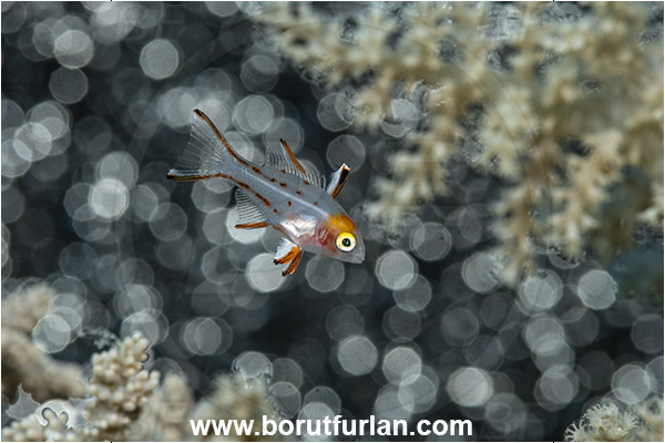 Abu Dabab, Marsa Alam, Egypt, Red sea, Bodianus anthioides, Bodianus, Labridae, Lyretail Hogfish, Hogfish, Fish, Wrasse, Juvenile, Artificial background, Circles in the background
