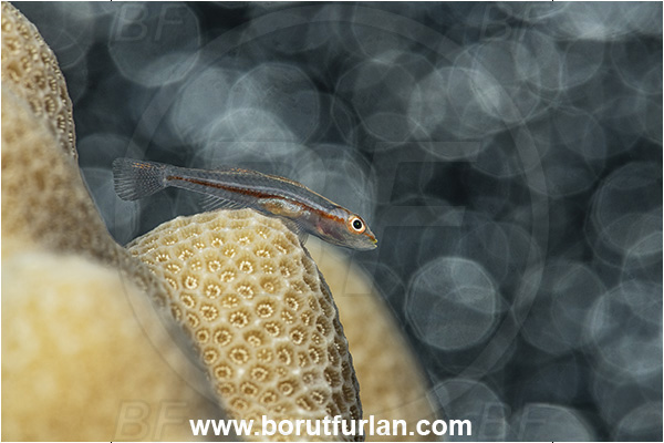 Marsa Shagra, Marsa Alam, Egypt, Red sea, Pleurosicya micheli, Pleurosicya, Gobiidae, Michel