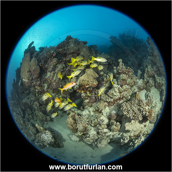 Marsa Shagra, Marsa Alam, Egypt, Red sea, Lutjanus ehrenbergii, Lutjanus, Lutjanidae, Blackspot snapper, Snapper, Fish, Reef, Fish school, Circular Fisheye lens, Circular image