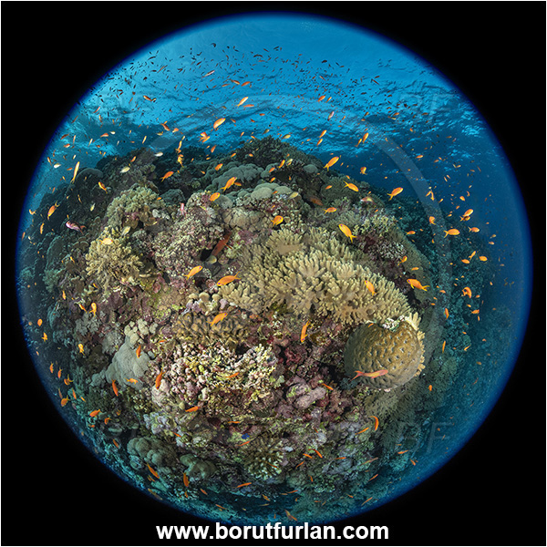 Elphinstone reef, Marsa Alam, Egypt, Red sea, Cnidaria, Cnidarian, Coral, Pseudanthias squamipinnis, Pseudanthias, Serranidae, Lyretail Anthias, Sea goldie, Anthias, Fish, Fish school, Reef, Circular image, Circular Fisheye lens